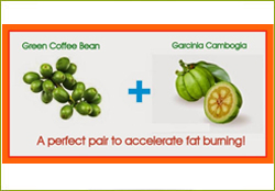 Weight Loss Herbal Extract Coustom Blend